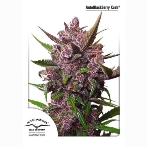 Blackberry Kush Auto | Dutch Passion Seeds | Skyline Smoke Company | South Africa
