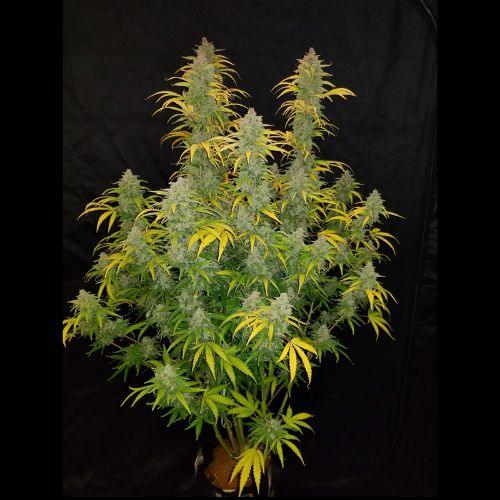 Blue Dream Auto | 420 Fast Buds | Skyline Smoke Company | South Africa
