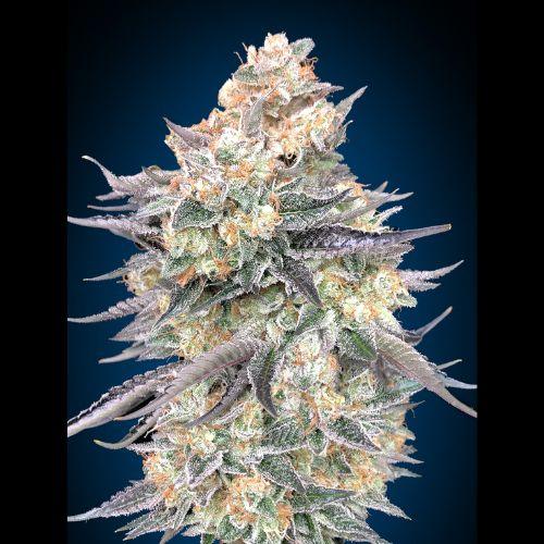 Blue Dream | 00 Seeds | Skyline Smoke Company | South Africa