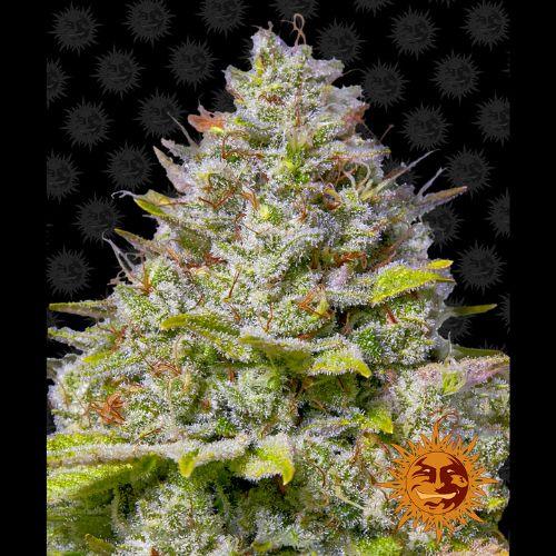 Blue Gelato 41 | Barneys Farm | Skyline Smoke Company | South Africa