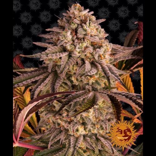 Blue Sunset Sherbet | Barneys Farm | Skyline Smoke Company | South Africa