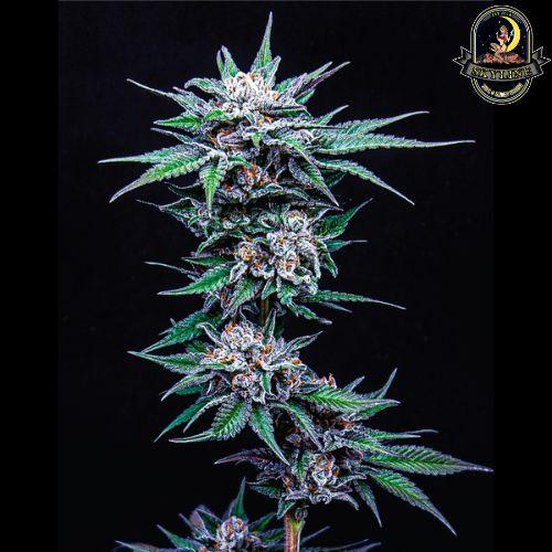 Blueberry Pancake | Humboldt Seed Company | Skyline Smoke Company | South Africa