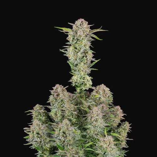 Bruce Banner Auto | 420 Fast Buds | Skyline Smoke Company | South Africa