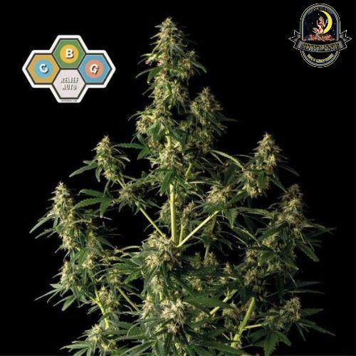 CBG Relief Auto | Seedsman Seeds | Skyline Smoke Company | South Africa