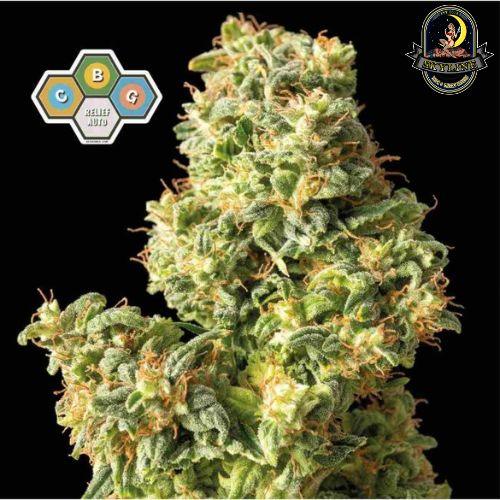 CBG Relief Auto | Seedsman Seeds | Skyline Smoke Company | South Africa