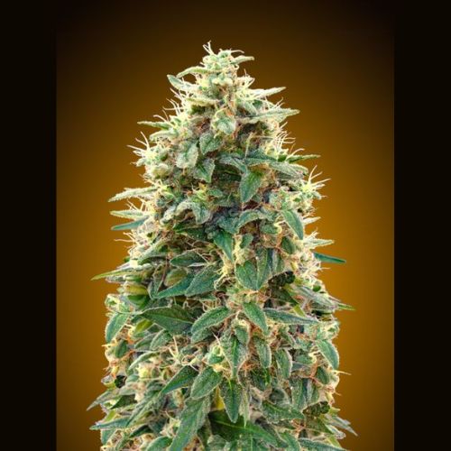 Cheese Auto | 00 Seeds | Skyline Smoke Company | South Africa