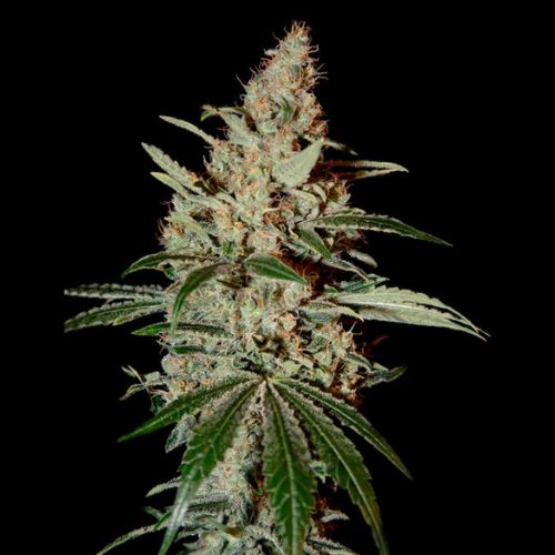 Chemdog | Green House Seed Co. | Skyline Smoke Company | South Africa