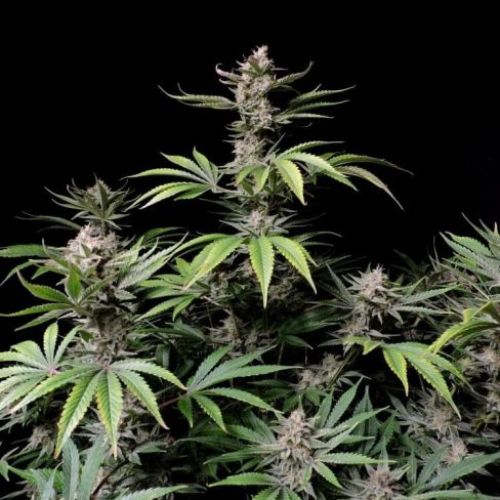 Cherry Cola Auto | 420 Fast Buds | Skyline Smoke Company | South Africa