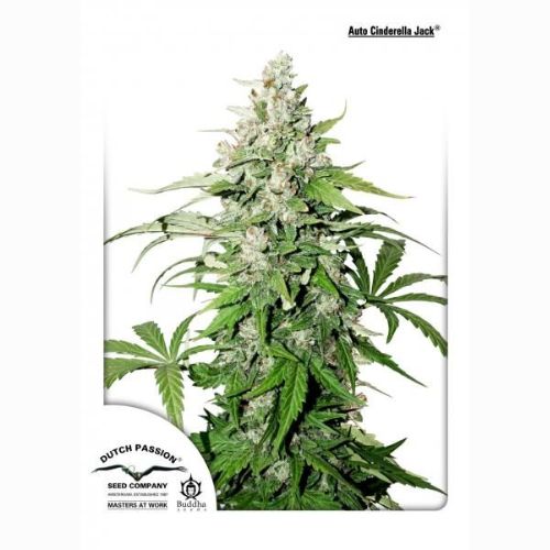 Cinderella Jack Auto | Dutch Passion Seeds | Skyline Smoke Company | South Africa