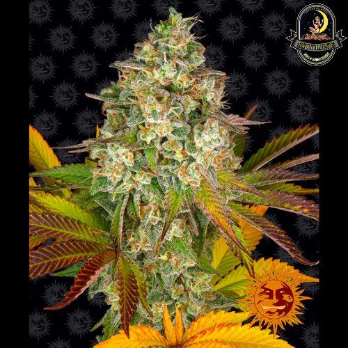 Cookies Kush Auto | Barneys Farm | Skyline Vape & Smoke Lounge | South Africa