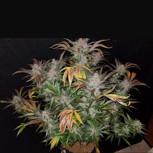 Cream Cookies Auto | 420 Fast Buds | Skyline Smoke Company | South Africa