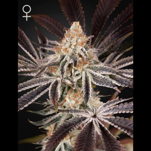 Dark Phoenix | Green House Seed Co. | Skyline Smoke Company | South Africa