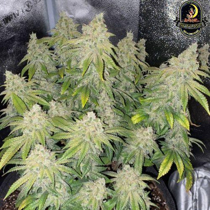 Deadhead OG Auto | The Cali Connection | Skyline Smoke Company | South Africa