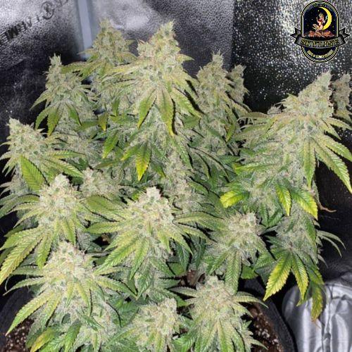 Deadhead OG Auto | The Cali Connection | Skyline Smoke Company | South Africa