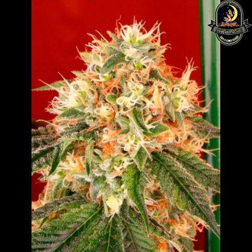 Deadhead OG Auto | The Cali Connection | Skyline Smoke Company | South Africa