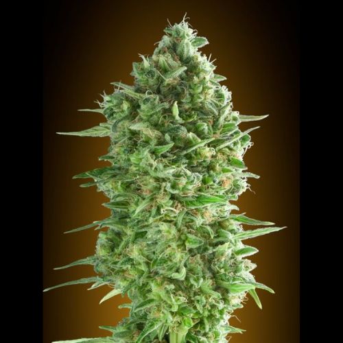 Do-Si-Dos Cookies | 00 Seeds | Skyline Smoke Company | South Africa