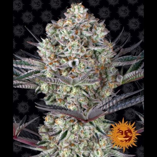 Dos Si Dos 33 | Barneys Farm | Skyline Smoke Company | South Africa