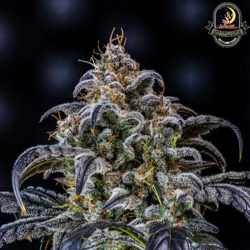 Double Grape Auto | Mephisto Genetics | Skyline Smoke Company | South Africa