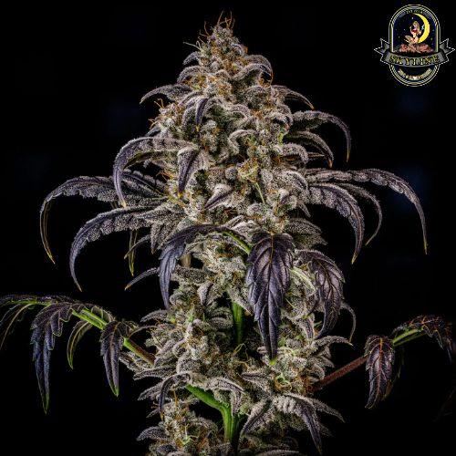 Double Grape Auto | Mephisto Genetics | Skyline Smoke Company | South Africa