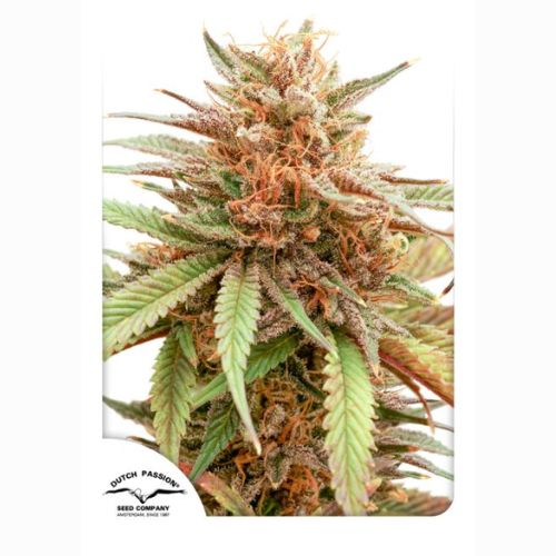 Durban Dew | Dutch Passion Seeds | Skyline Smoke Company | South Africa