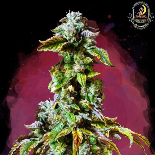 Durban Poison | Nirvana Seeds | Skyline Smoke Company | South Africa