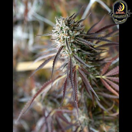Florida Gaspack | Humboldt Seed Organization | Skyline Smoke Company | South Africa