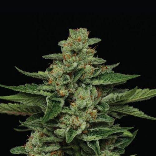 Fortune Cookie | Humboldt Seed Company | Skyline Smoke Company | South Africa