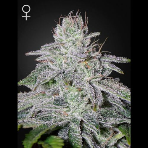 Franco's Lemon Cheese | Green House Seed Co. | Skyline Smoke Company | South Africa