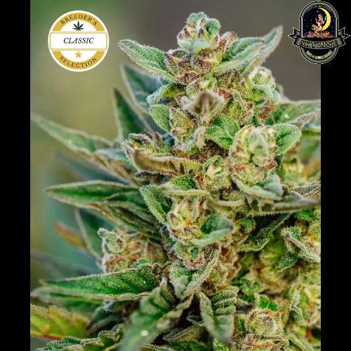 Froot By The Foot Auto | Atlas Seed | Skyline Smoke Company | South Africa