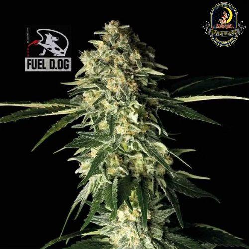 Fuel D.OG | Seedsman Seeds | Skyline Smoke Company | South Africa