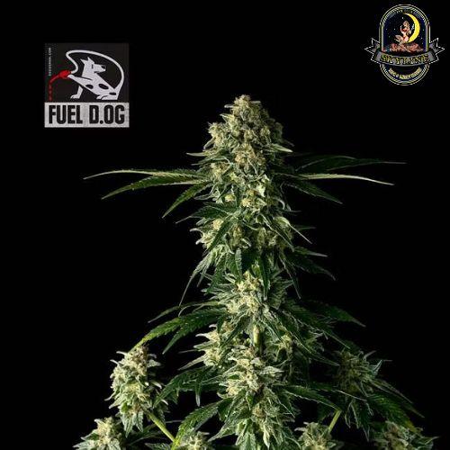 Fuel D.OG | Seedsman Seeds | Skyline Smoke Company | South Africa