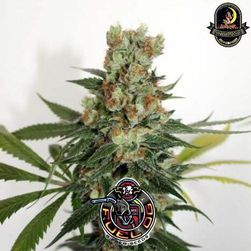 Fuel OG Regular | Ripper Seeds | Skyline Smoke Company | South Africa