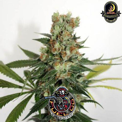 Fuel OG Regular | Ripper Seeds | Skyline Smoke Company | South Africa