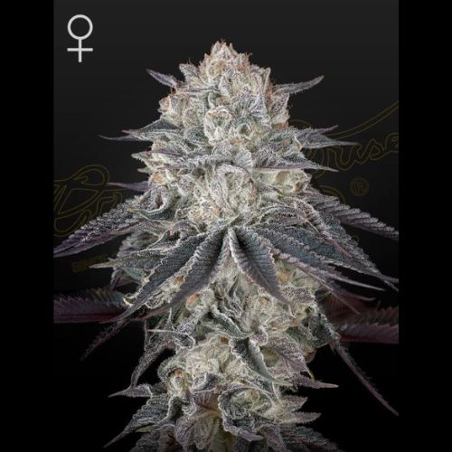 Fullgas | Green House Seed Co. | Skyline Smoke Company | South Africa