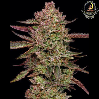 Gazzurple | Humboldt Seed Company | Skyline Smoke Company | South Africa