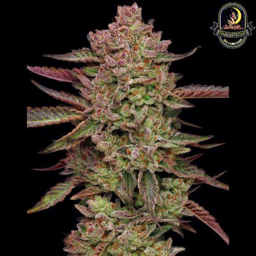 Gazzurple | Humboldt Seed Company | Skyline Smoke Company | South Africa