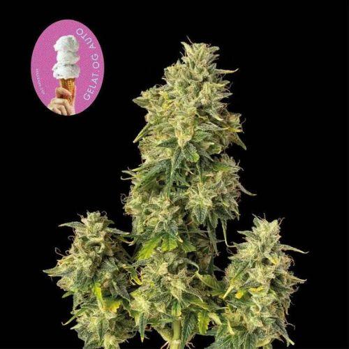 Gelat.OG Auto | Seedsman Seeds | Skyline Smoke Company | South Africa