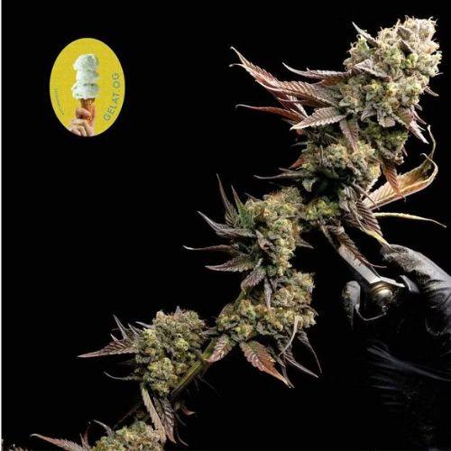 Gelat.OG | Seedsman Seeds | Skyline Smoke Company | South Africa