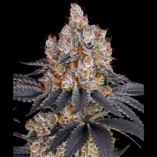Gelato | Barneys Farm | Skyline Smoke Company | South Africa
