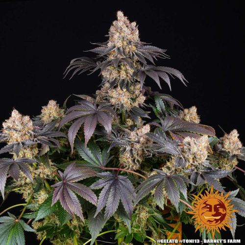 Gelato | Barneys Farm | Skyline Smoke Company | South Africa