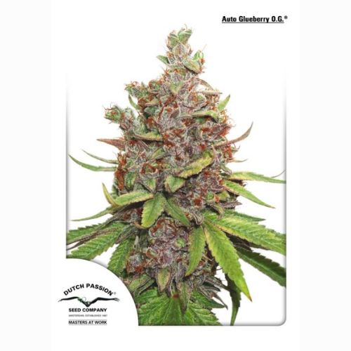 Glueberry OG Auto | Dutch Passion Seeds | Skyline Smoke Company | South Africa