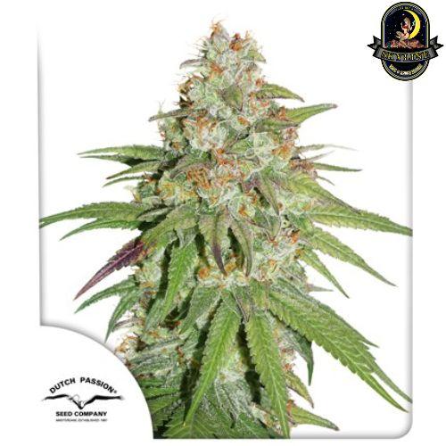 Glueberry OG | Dutch Passion Seeds | Skyline Vape & Smoke Lounge | South Africa