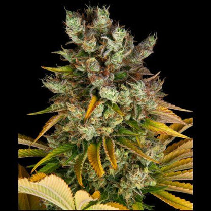 GMO | Barneys Farm | Skyline Smoke Company | South Africa