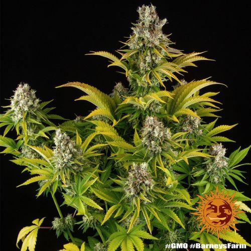 GMO | Barneys Farm | Skyline Smoke Company | South Africa