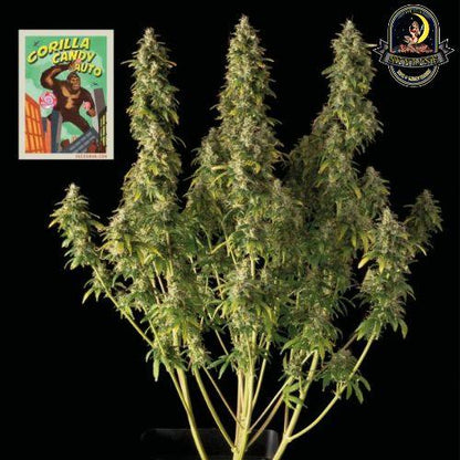 Gorilla Candy Auto | Seedsman Seeds | Skyline Smoke Company | South Africa