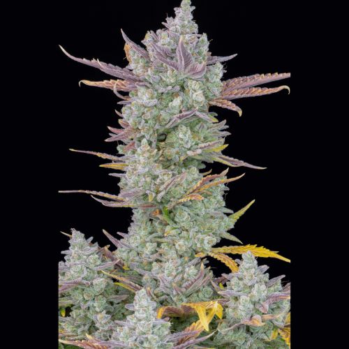 Gorilla Cookies Auto | 420 Fast Buds | Skyline Smoke Company | South Africa