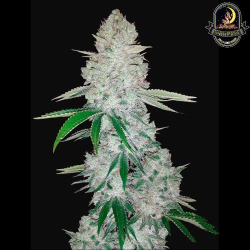 Gorilla Glue Auto | 420 Fast Buds | Skyline Smoke Company | South Africa