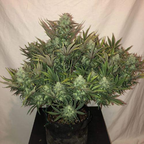 Gorilla Glue Auto | 420 Fast Buds | Skyline Smoke Company | South Africa