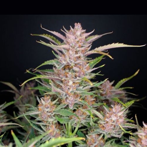 Gorilla Punch Auto | 420 Fast Buds | Skyline Smoke Company | South Africa