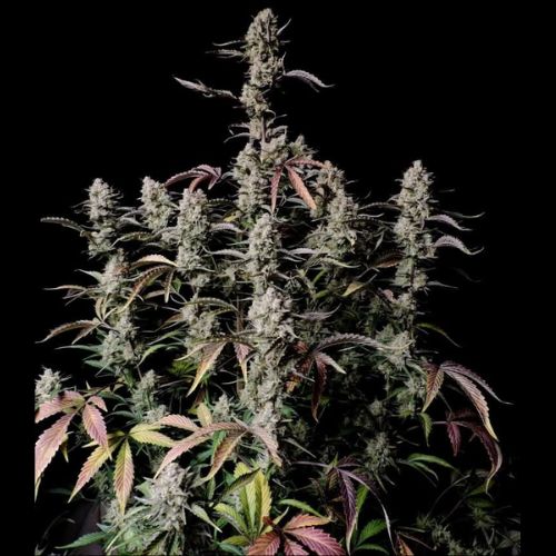Gorilla Zkittlez Auto | 420 Fast Buds | Skyline Smoke Company | South Africa